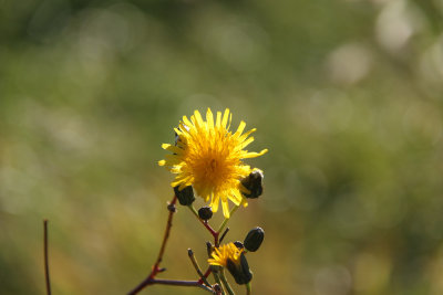 IMG_7946.JPG