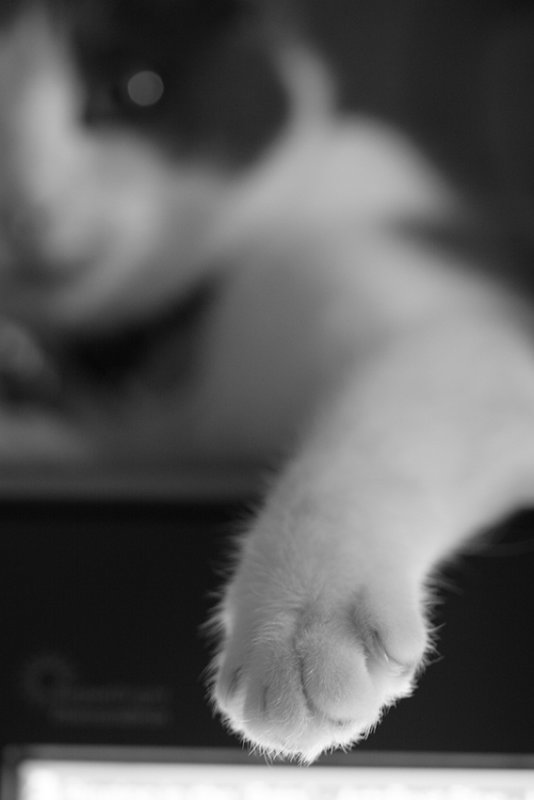 4th Place (tie) - Cat Heater - by Techo