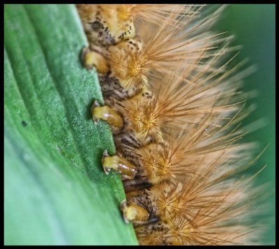 Caterpillar Chaos