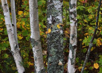  Birch
