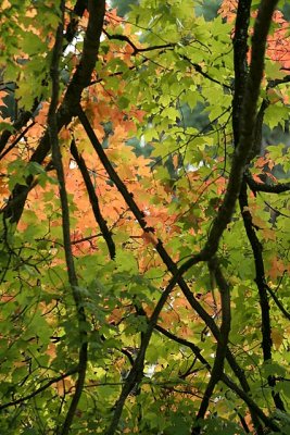 Fall Medley*