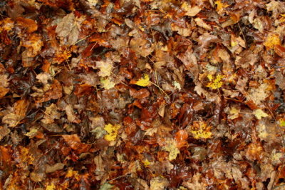 Autumn Underfoot