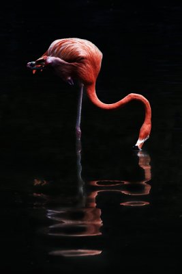 1st Place - Flamingo - by kyagudin