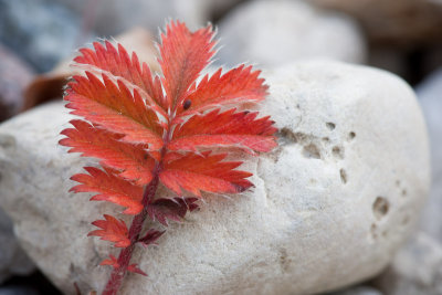 Autumn Colours