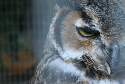 Owl Eye