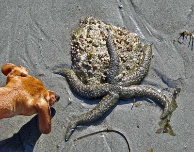 Mammal meets Echinoderm