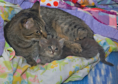 Kitten and Cat - 2