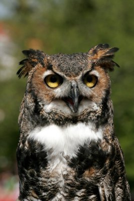 Owls 2