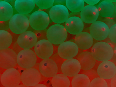 Trout Eggs