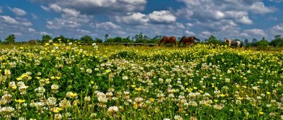 The Pasture in Bloom