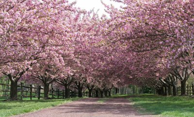 Blooming Cherry Trees