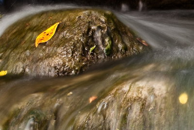 Yellow Leaf