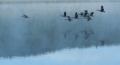 Foggy Flight