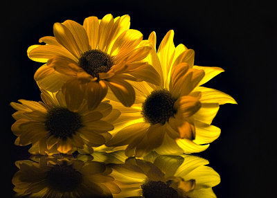 8th Place - Yellow Reflected - by jstrong