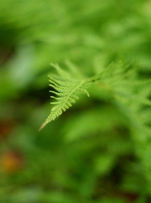 Seventh Place (tie) - Fern - by Mary Anne