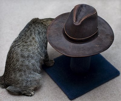 Cat 'n Hat