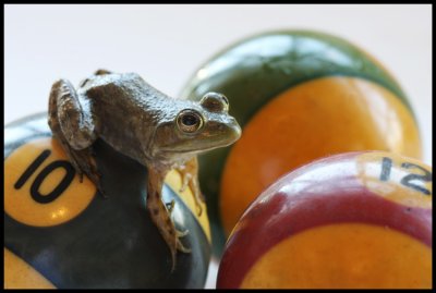 Pool Frog/ Bull Frog