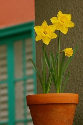 10th: daffodil on a windowsill by Tom Doyle
