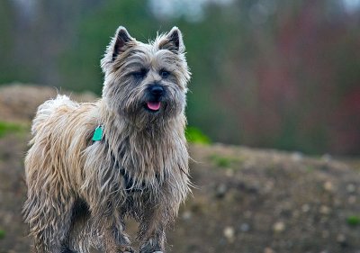 Nothing Merrier than a Cairn Terrier