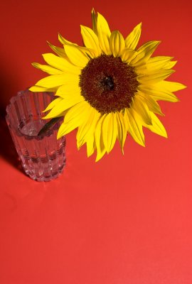 sunflower.in red