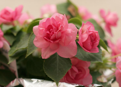 Double Impatiens