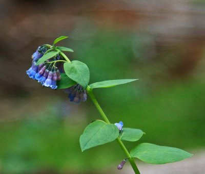 _MG_1647.jpg