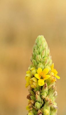 _MG_1780.jpg