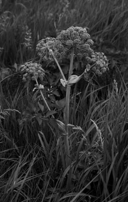 _MG_2123.jpg
