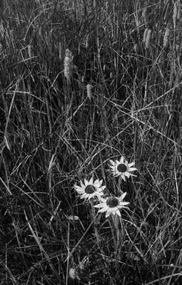 _MG_2150.jpg