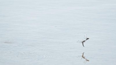 Mating Dragon Flies