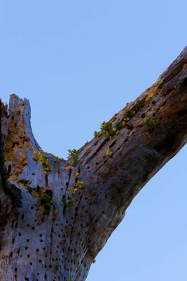 _MG_2768.jpg