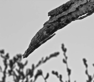 _MG_2785.jpg