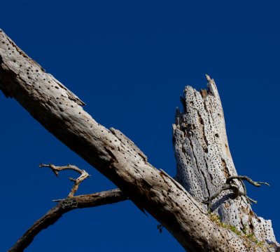 _MG_2867.jpg