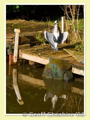 Heron sunning itself at Billsborrow