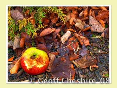 Autumn Apple (1) (HDR)