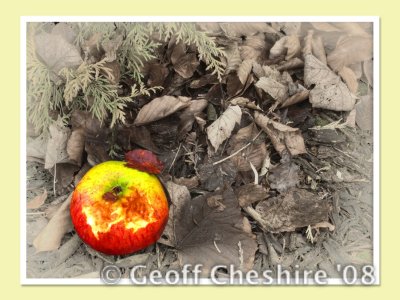 Autumn apple (2) (HDR)