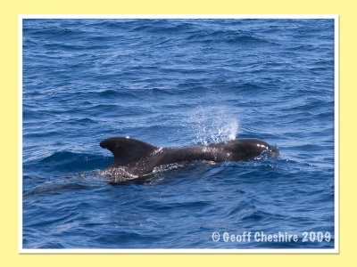 Pilot Whale watching