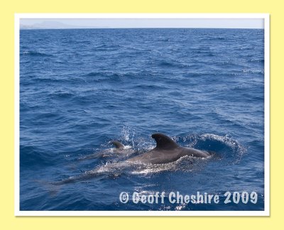 Pilot Whale watching - mum and child (4)