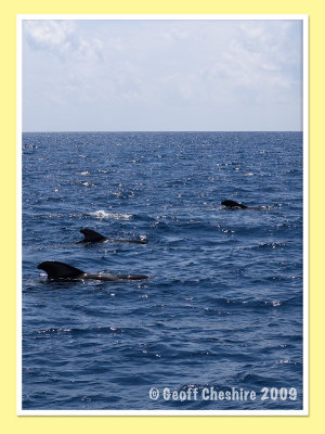 Pilot Whale watching - a full family