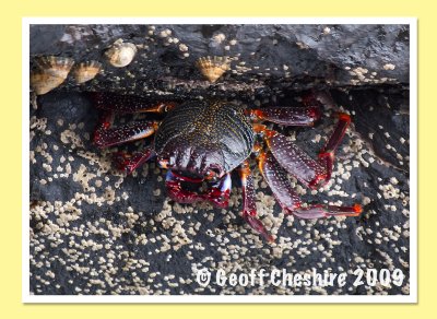 Crustaceans galore (1)