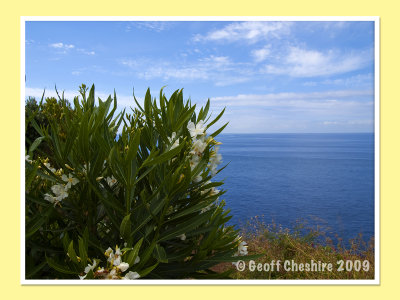 Madeiran Flowers
