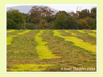 Freshly mown field