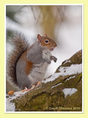 Hungry Squirrel, Sefton Park
