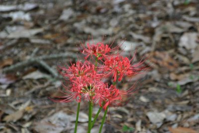 Along the driveway