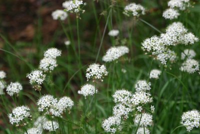 Along the driveway