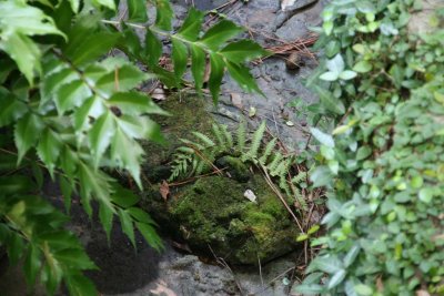 Ferns and moss