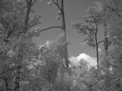 Pines against the summer sky (I/R)