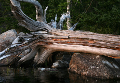 Evening Driftwood