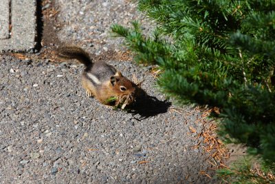 Tame little guy