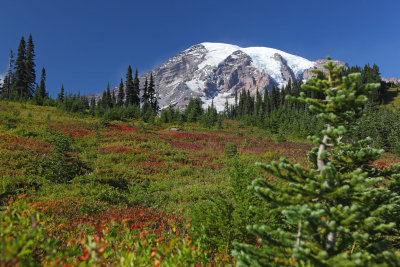 Mt. Rainier